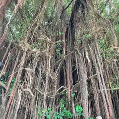 世名城のガジュマル