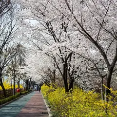 長安洞 桜道