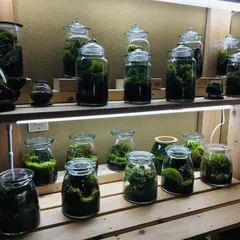 蘚苔家（コケテラリウム）