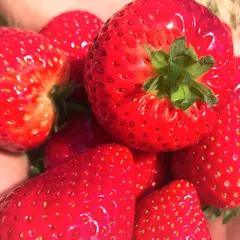 ＳＴＲＡＷＢＥＲＲＹＧＡＲＤＥＮ ＲＯＹＡＬ