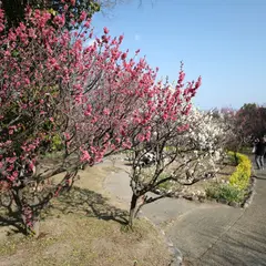 須磨離宮公園 梅林