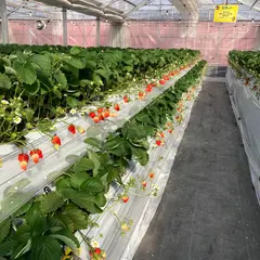 越谷いちごみらい園