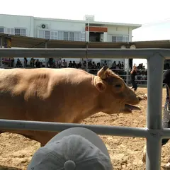 八重山闘牛場