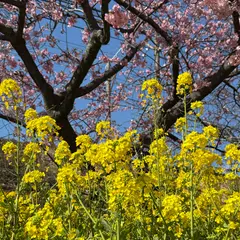 河津桜まつり