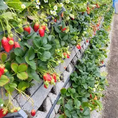 マルトヨ苺園