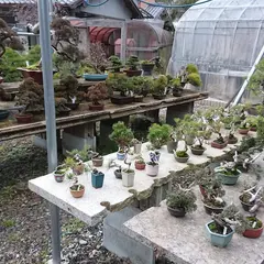 盆栽専門 花折松慶園