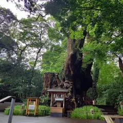来宮神社の大樟