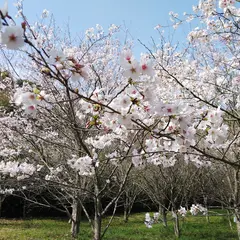 鈴田千本桜公園