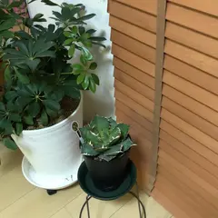 キングプランツハウス