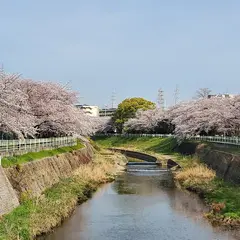 香流川の桜並木
