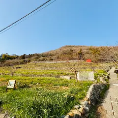 水仙の里