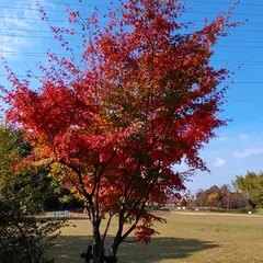 むらさき公園