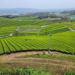 八女中央大茶園 展望所