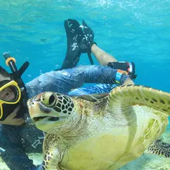 ウミガメ・スイム・いとまん
