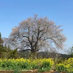 与市郎桜