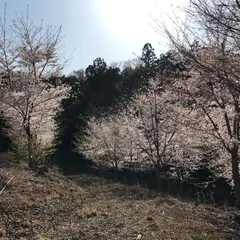 妙満寺桜山
