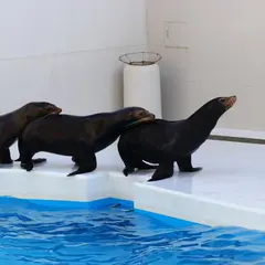 ロッキースタジアム(アシカパフォーマンス)