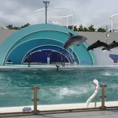 サーフスタジアム（イルカパフォーマンス）