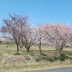 高崎市 みさと 梅公園