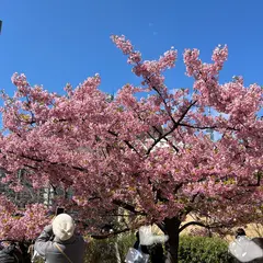 錦糸公園の河津桜