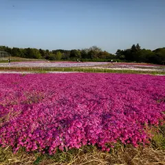 花畑 (富田さとにわ耕園)