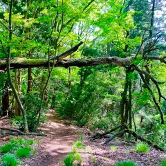 橋立山