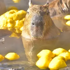 伊豆シャボテン動物公園