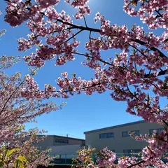 蝶屋桜の名所づくり 西米光町 河津桜