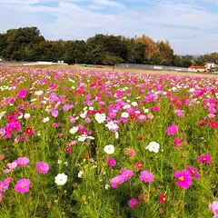 自然干陸地フラワーゾーン