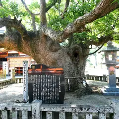 風浪宮 白鷺の楠