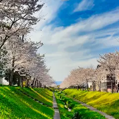 目田川桜並木