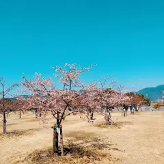 新築地緑地 - 海が見える花の園
