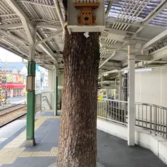 服部天神宮御神木