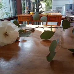 Saino fqc cafe