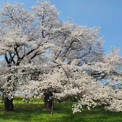 お達磨の桜公園