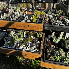 cottage garden