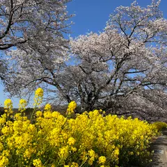 う川古代桜