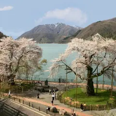 荘川桜