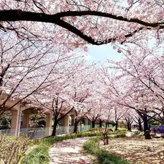 荒子川公園