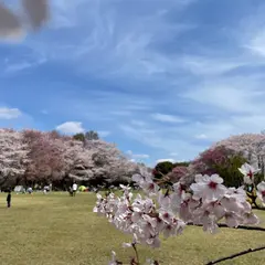 桜の広場
