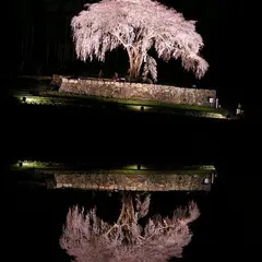 水戸野のしだれ桜