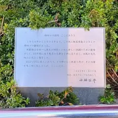 梅田コマ劇場跡