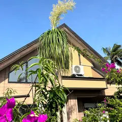 わげえ