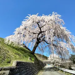 岩太郎のしだれ桜