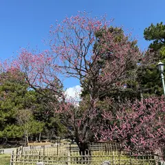 黒木の梅