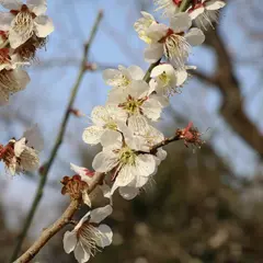桃林