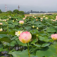 木曽三川公園 船頭平河川公園