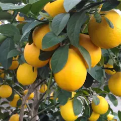 信州レモンのヤナギファーム