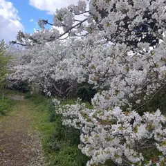 白浜桜の里