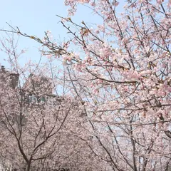 かみごおりさくら園